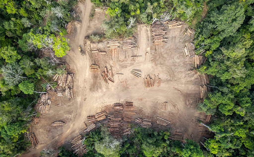 Logging yard in the brazilian Amazon rainforest
